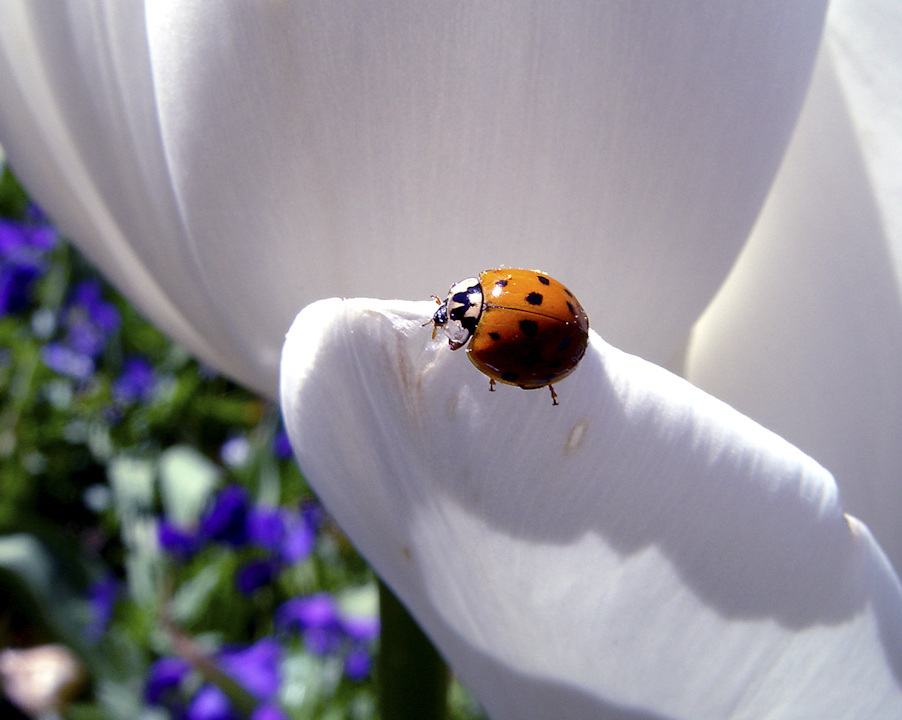 Ladybug 1